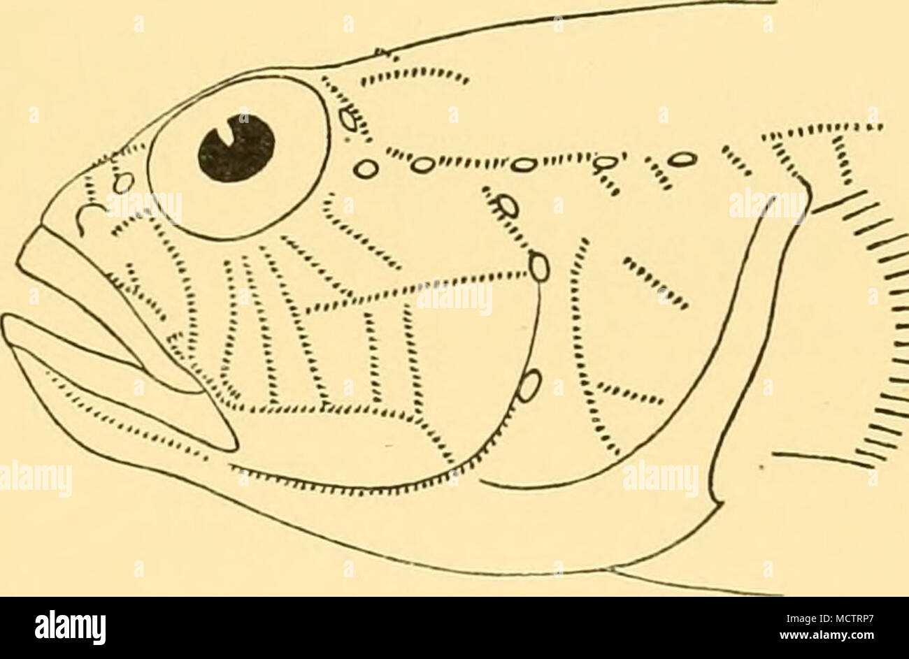 . Fig. 6. Vue schématique du chef de Gobius (Gobius) angolensis, montrant l'arrangement de la série de papilles cutanées. Gobius, sp. Saint-jean 283. 13. viii. 27. Au large de Annobon, Golfe de Guinée. Grand dragueur, 18-30 m. : 2 exemplaires, 17, 18 mm. Acentrogobius koumansi, sp.n. Saint-jean 274. 4. viii. 27. Au large de St Paul de Loanda, Angola. Grand chalut, 64-65 m. : 44 spécimens, de 30 à 100 mm. (Holotype, 100 mm.). Saint-jean 279. 10. viii. 27. Au large du cap Lopez, Congo français. Grand chalut à panneaux, à 67 m. : 6 spécimens, 90-105 mm. 1 Un exemple de cette espèce a été envoyée à M. Fernando de Buen de Madrid, qui a fait un s Banque D'Images