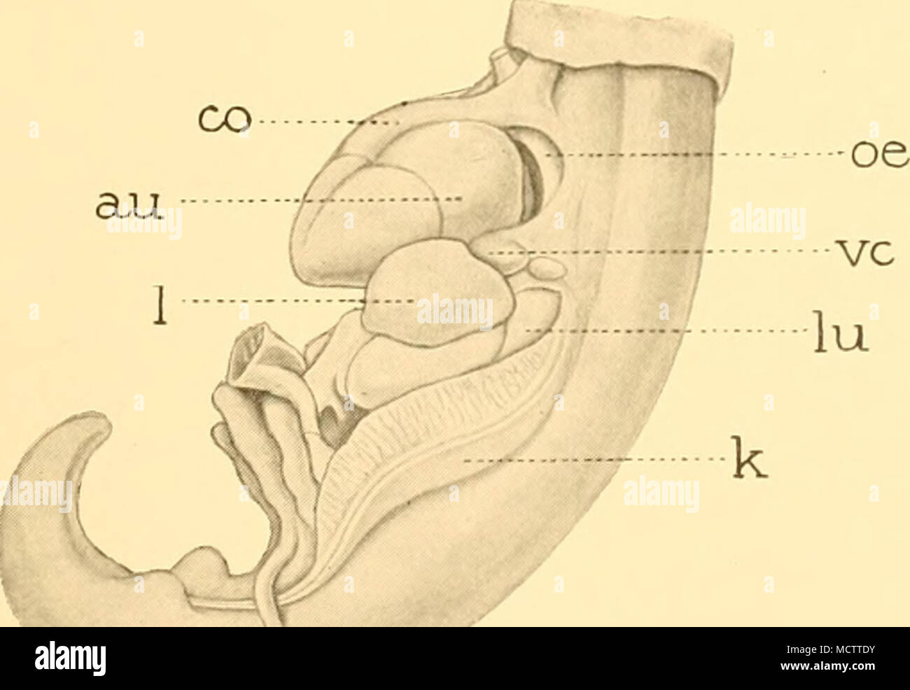 . Fig.g. Le cœur et les organes associés, vue de côté. ", L'étape 13 ; 6, l'étape 18 ; r, l'étape 3.. "", Atr.um ; CO, conus artériel ; k, opisthonephros ; /, / ; chaque", poumon, oesophage, oe ; sv, sinus veineux ; vc, veine cave antérieure gauche. Banque D'Images