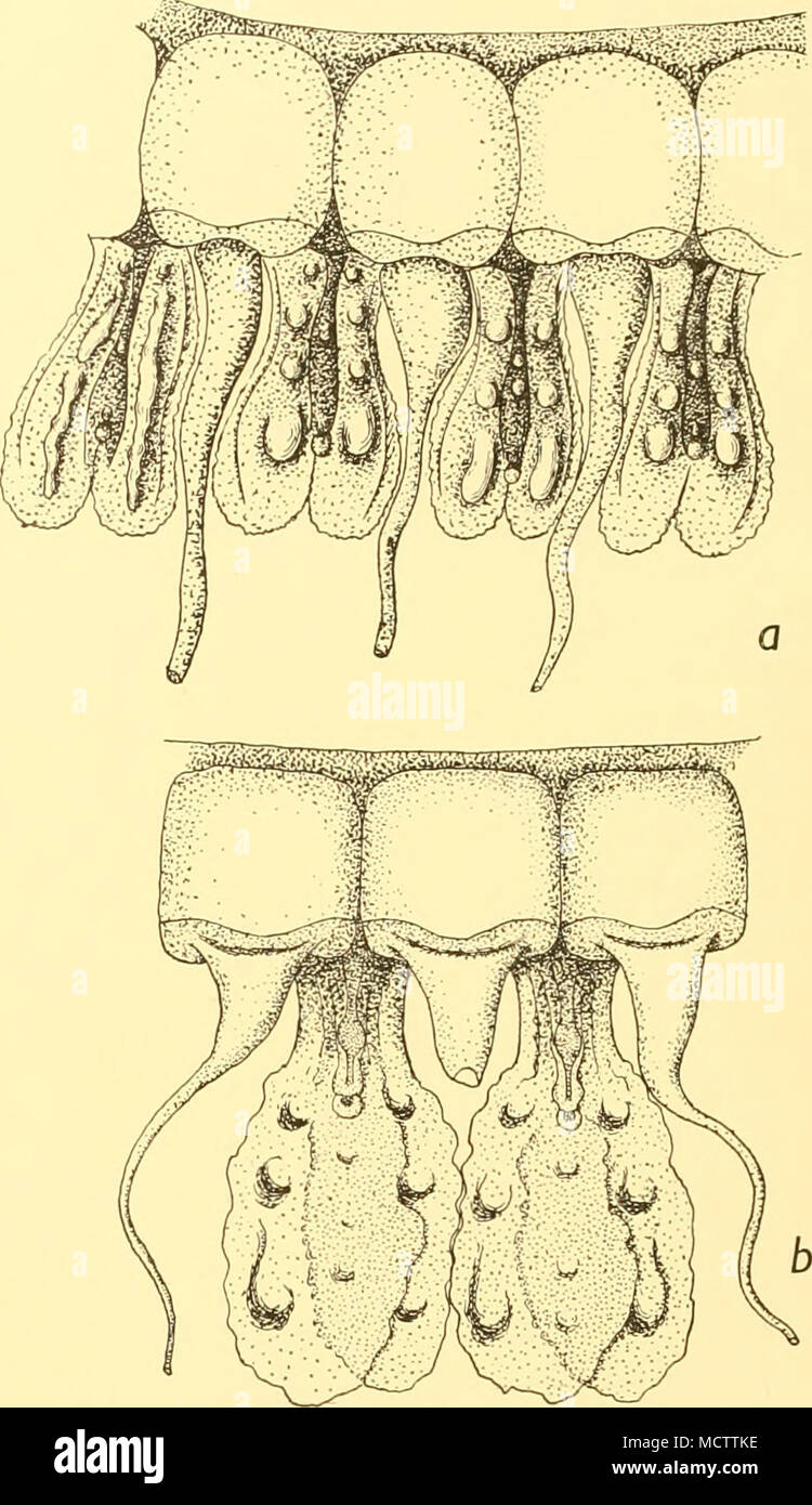 . Fig. 7. y4;o//a f//""/, Vanhoeffen. Pedalia marginal et lappets avec "perles de verre." a, d'un jeune spécimen, x 5. b, d'un vieux modèle, x 5. la ceux disposés régulièrement, par exemple deux ceux médian. Parfois un petit épaississement longitudinale de l'exumbrellar jelly est trouvé au-dessus de l'rhopalium lui-même. Quelques spécimens ont onze verrues, quatre de chaque côté, deux au milieu et un au-dessus de l'rhopalium. Dans plusieurs cas, les verrues plus distal près de la fin de l'agrion sont le plus grand et de bien avoir la forme d'une liste déroulante. L'RHOPALIA ne montrent pas de particularités sauf qu'ils sont entourés d'un Banque D'Images