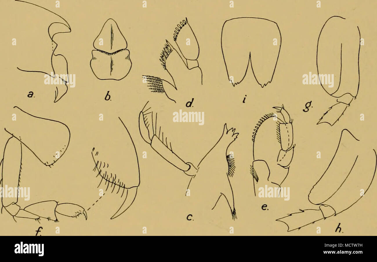 . Fig. 112. Eclysis similis, n.g., n.sp. a. Profil de tête, avec la lèvre supérieure et l'épistome. b. Vue avant de l'épistome et lèvre supérieure. c. La mandibule, d. Maxille 1. e. Maxillipède. /. 1 Gnathopod avec palm, encore élargi, g. Peraeopod 3. h. Peraeopod 5. /.Telson. Description. En général d'accord avec la description et la figure Chilton de A. anstralis, 1912, mais avec les différences suivantes et des ajouts. Avec tête d'angle antéro-inférieure produit dans un court point subaiguë. La plaque latérale 1 ci-dessous, l'élargissement de la marge inférieure légèrement convexe, pas droite comme dans la figure de Chilton. La plaque latérale, 5- postéro-inferio Banque D'Images