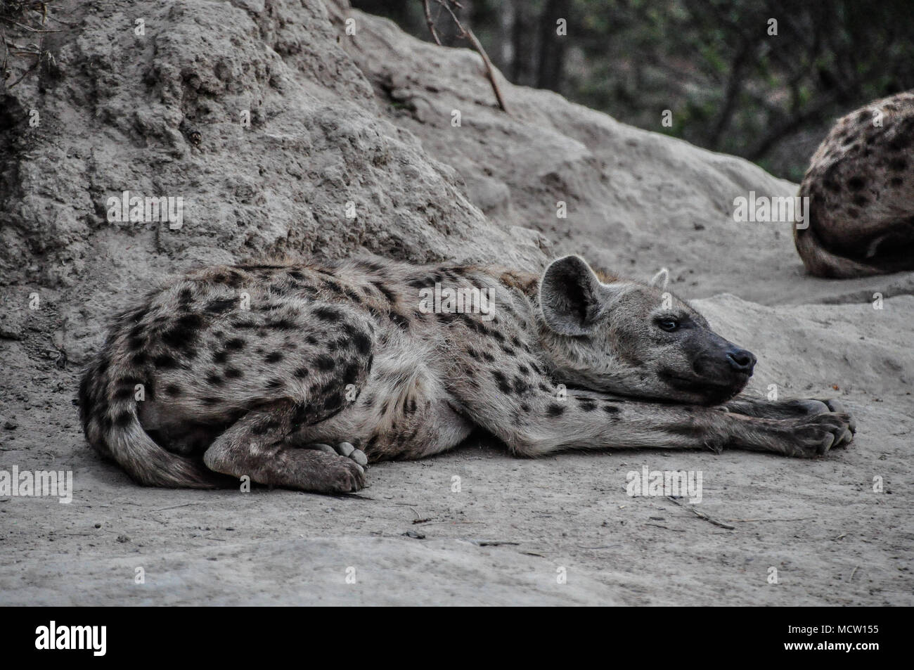 Jeune Hyène tachetée (Crocuta crocuta) est en face de son camp, le parc Kruger, Afrique du Sud. Banque D'Images
