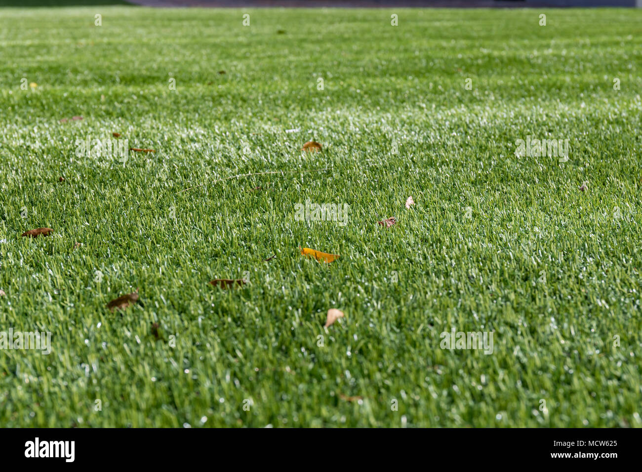 Pelouse artificielle (Astroturf) Banque D'Images