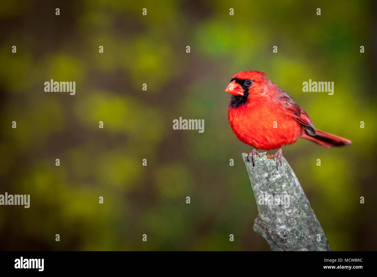 Le Cardinal rouge mâle perché sur une branche contre un arrière-plan flou Banque D'Images