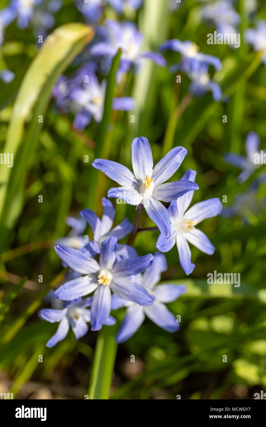 (Chionodoxa gloire-de-la-neige) en avril Banque D'Images