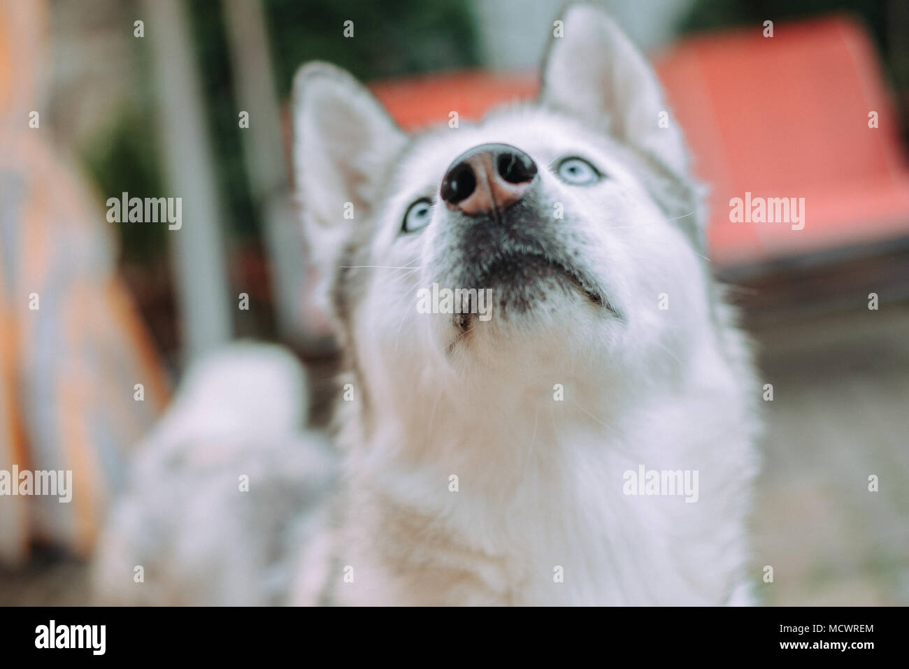Bebe chien husky yeux bleu Banque de photographies et d’images à haute résolution Alamy