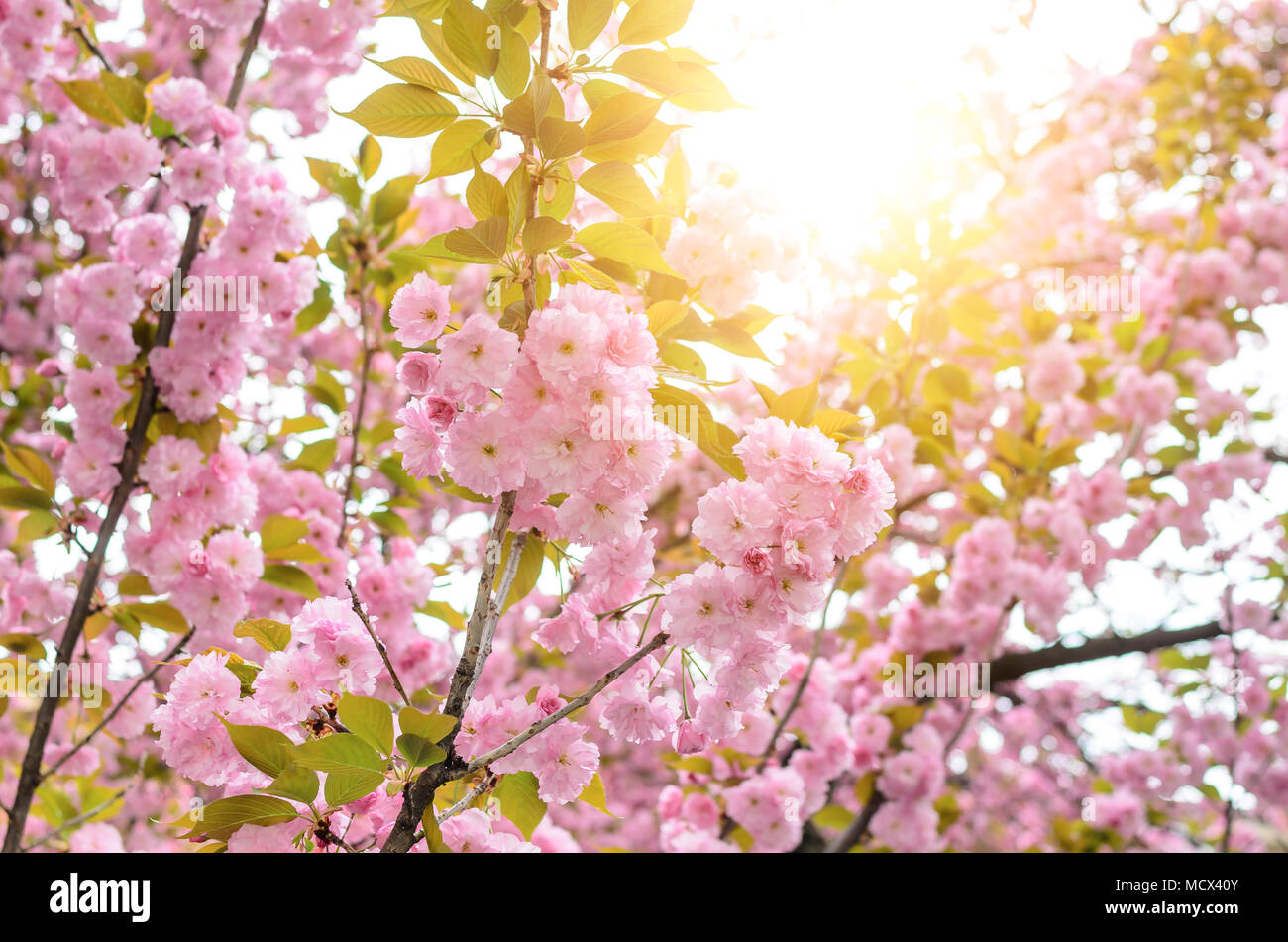 Sakura fleurs sur un arbre. Banque D'Images