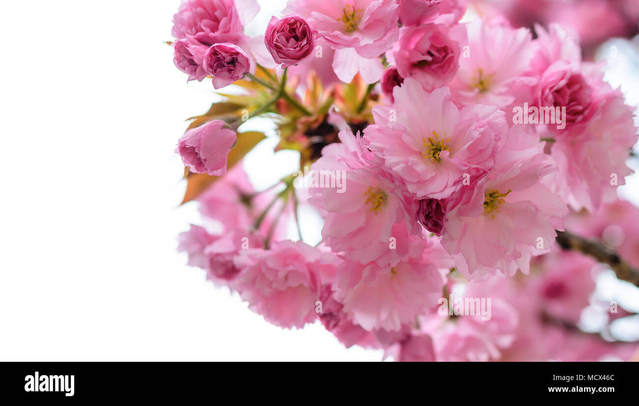 Sakura fleurs sur un arbre. Banque D'Images