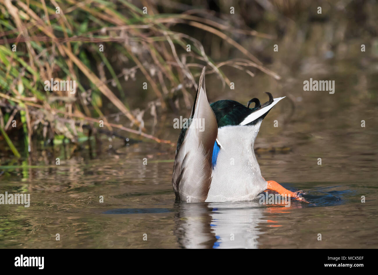 Drake mallard (Anas platyrhynchos) plongée sous l'eau dans un ruisseau en hiver dans le West Sussex, Angleterre, Royaume-Uni. Banque D'Images