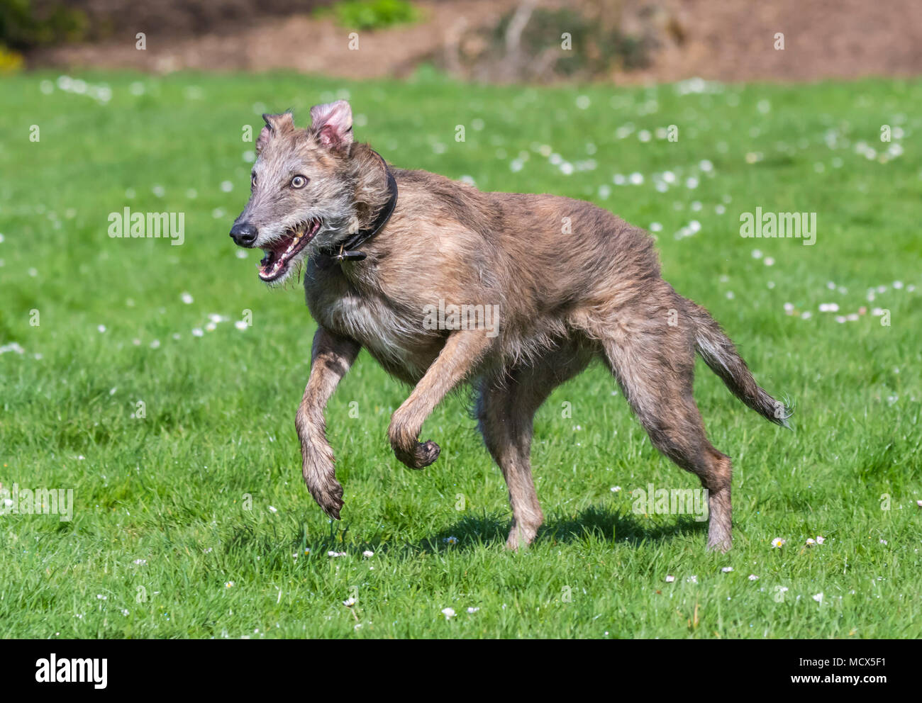 Femelle Scottish Deerhound Lurcher chien qui court sur l'herbe dans un parc au printemps au Royaume-Uni. Banque D'Images