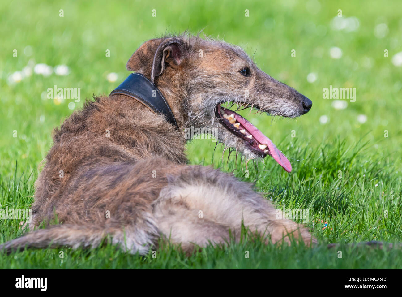 Femelle Scottish Deerhound Lurcher chien assis sur l'herbe se reposer au soleil au printemps au Royaume-Uni. Banque D'Images