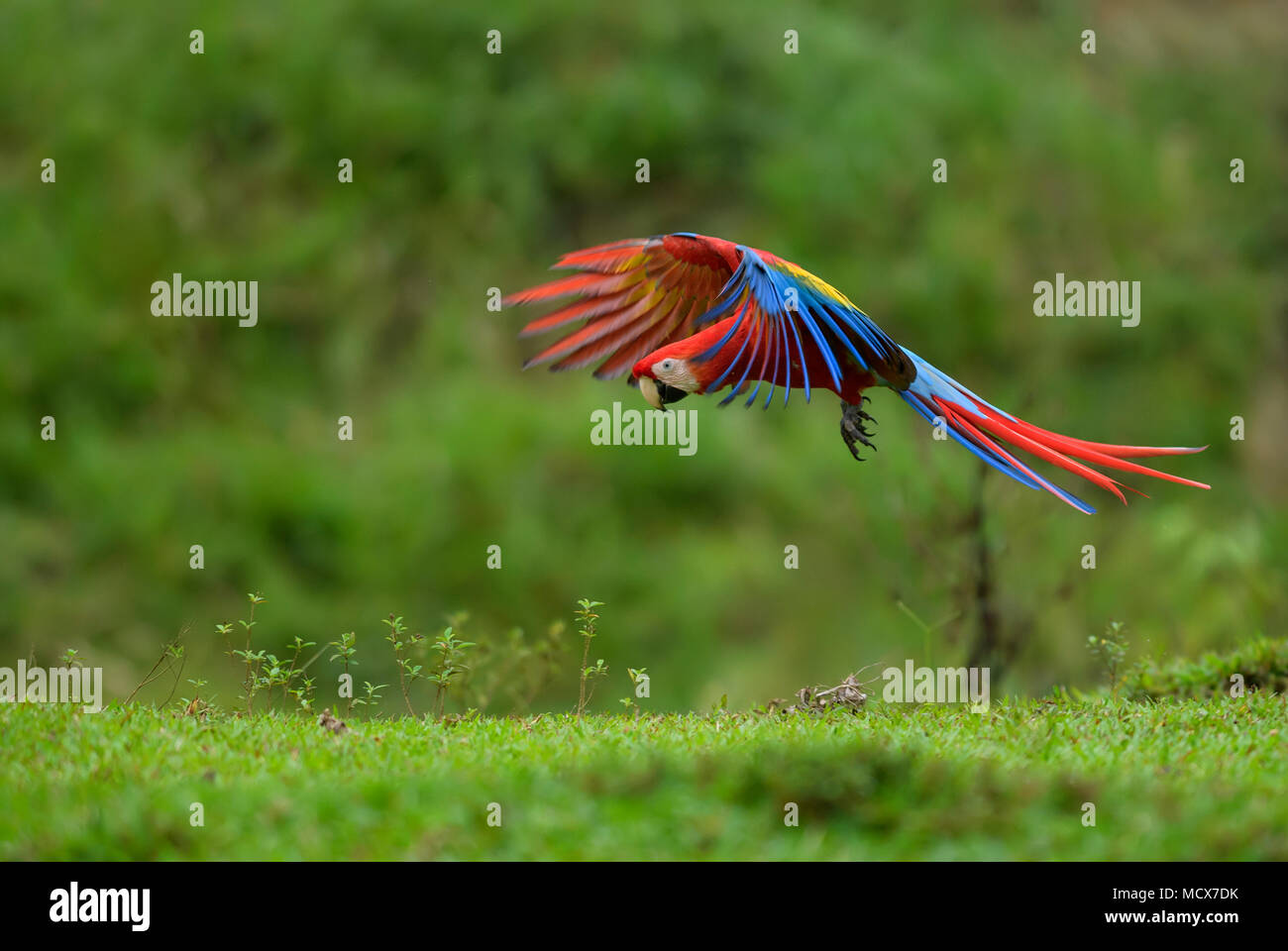 Ara rouge - Ara macao, grand beau perroquet coloré de forêts de l'Amérique centrale, le Costa Rica. Banque D'Images