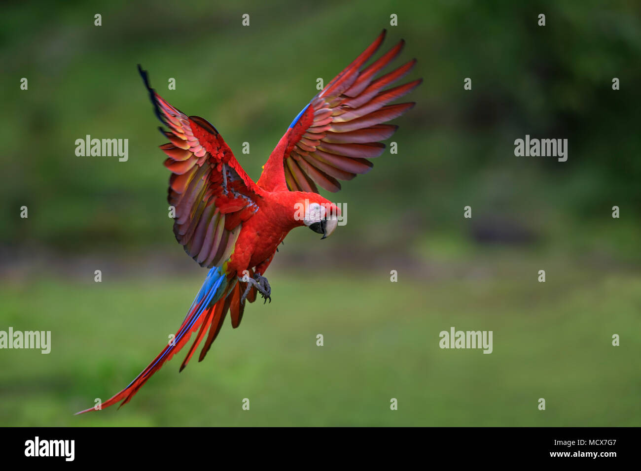 Ara rouge - Ara macao, grand beau perroquet coloré de forêts de l'Amérique centrale, le Costa Rica. Banque D'Images