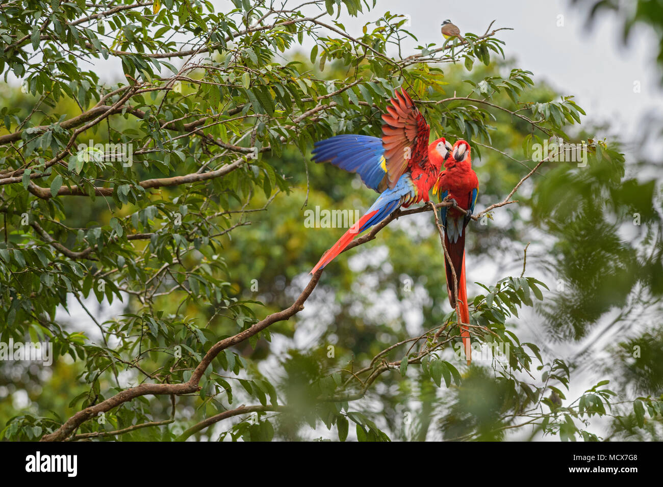 Le Plus Bel Oiseau Du Monde Photos Le Plus Bel Oiseau Du