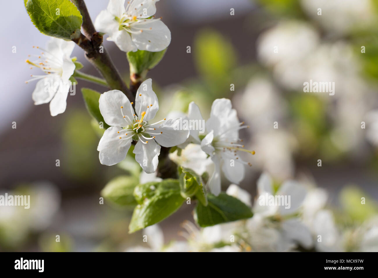 Arbre généalogique prune en fleurs blossom close up macro, journée ensoleillée au printemps Banque D'Images