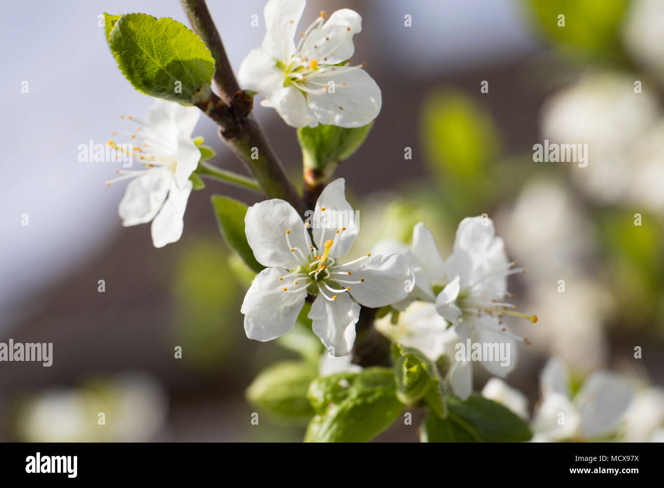 Arbre généalogique prune en fleurs blossom close up macro, journée ensoleillée au printemps Banque D'Images