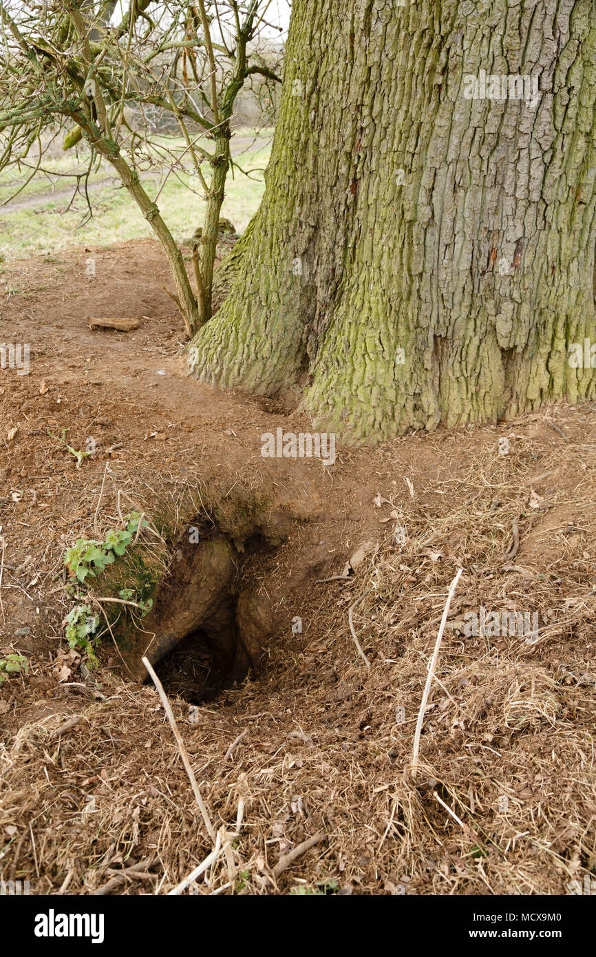 Entrée d'un trou de blaireau dans la campagne britannique Banque D'Images
