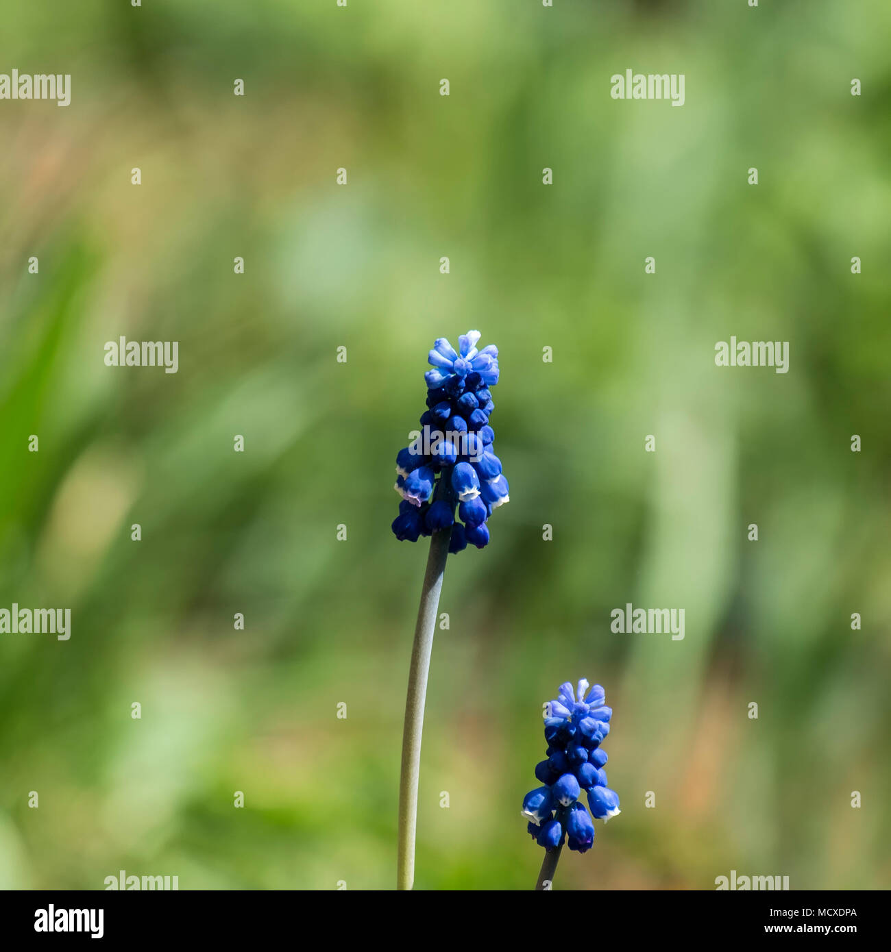 Fleur Bleue de muscaris (Muscari neglectum) Banque D'Images