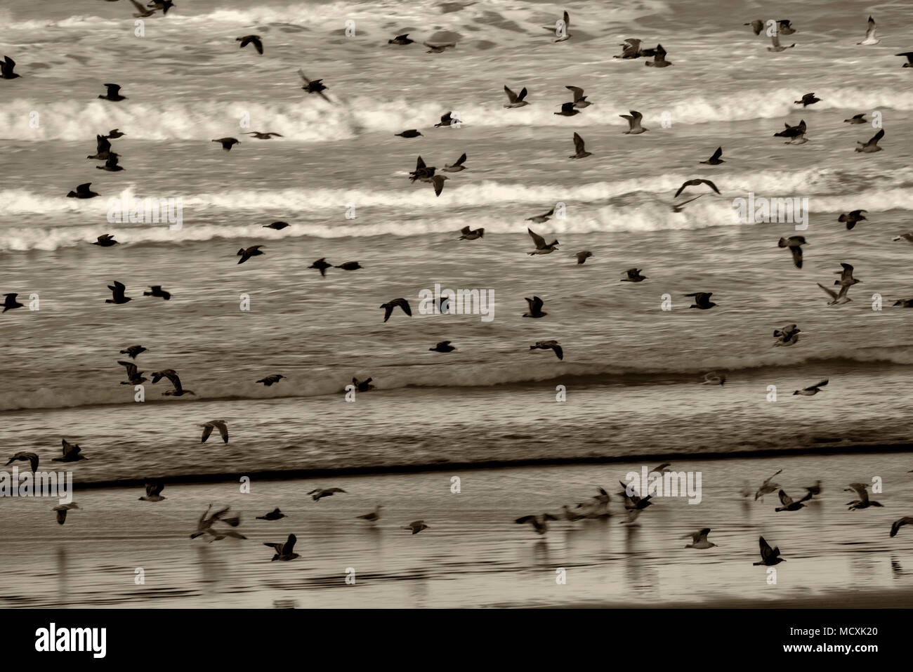 Mouettes sur la plage. Samuel H. Boardman State Park, New York Banque D'Images