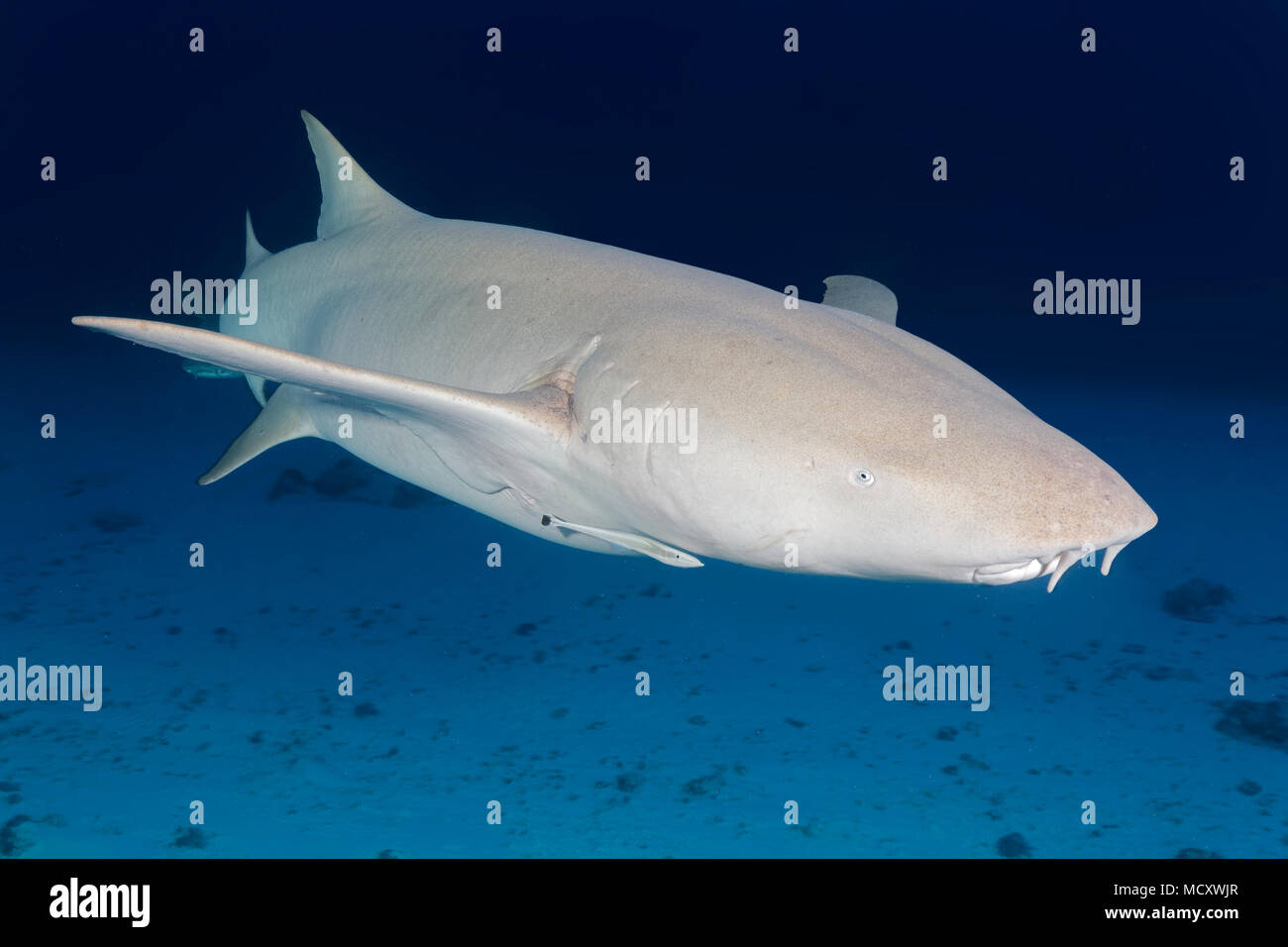 Requin nourrice fauve (Nebrius ferrugineus), de l'Océan Indien, les Maldives Banque D'Images