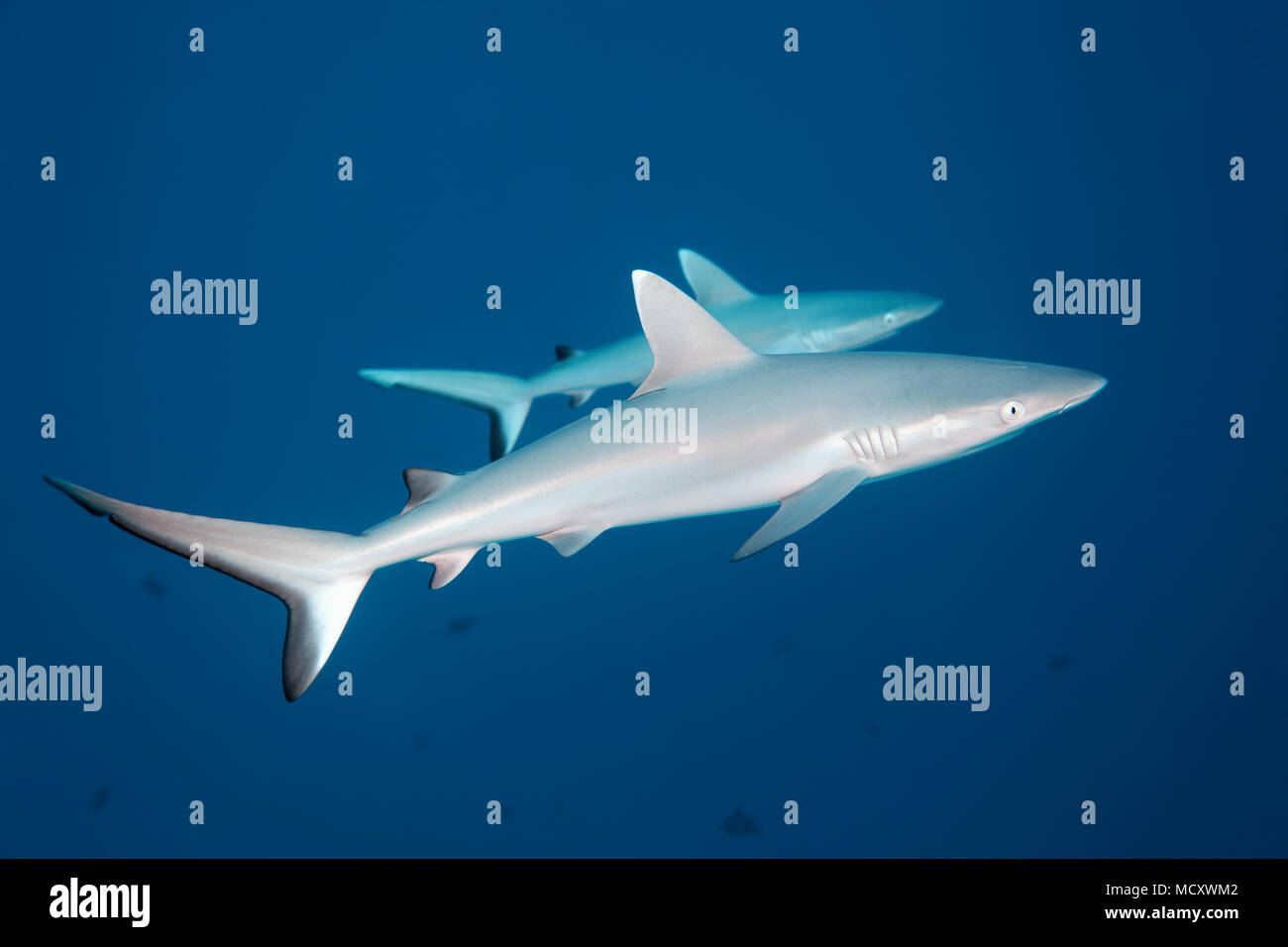 Deux requins gris de récif (Carcharhinus amblyrhynchos), de l'Océan Indien, les Maldives Banque D'Images