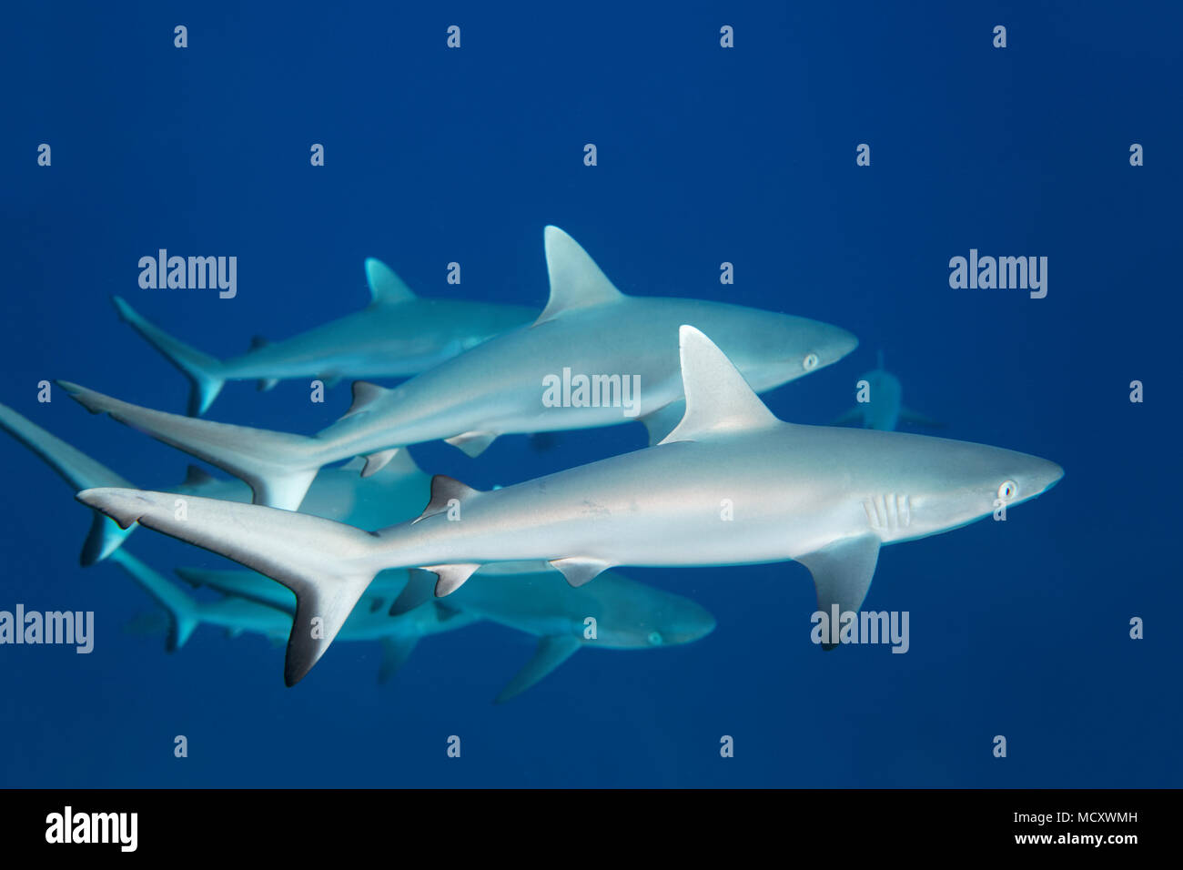 Swarm les requins gris de récif (Carcharhinus amblyrhynchos), de l'Océan Indien, les Maldives Banque D'Images