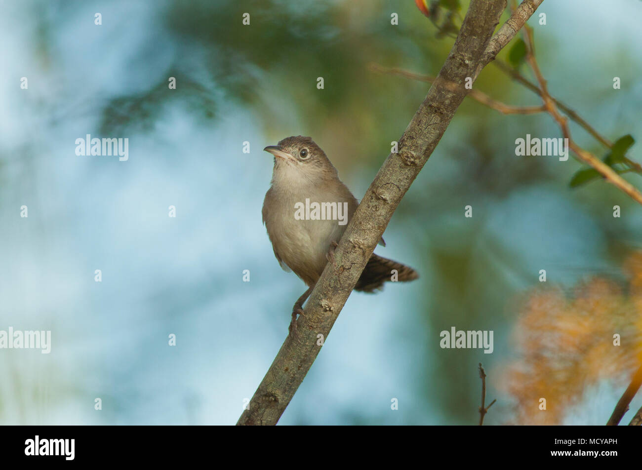 (Ferminia cerverai Zapata Wren) en voie de disparition, Zapata Swamp, oiseau endémique à Cuba Banque D'Images