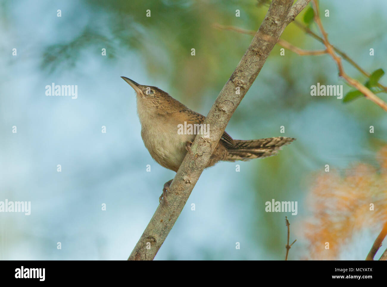 (Ferminia cerverai Zapata Wren) en voie de disparition, Zapata Swamp, oiseau endémique à Cuba Banque D'Images