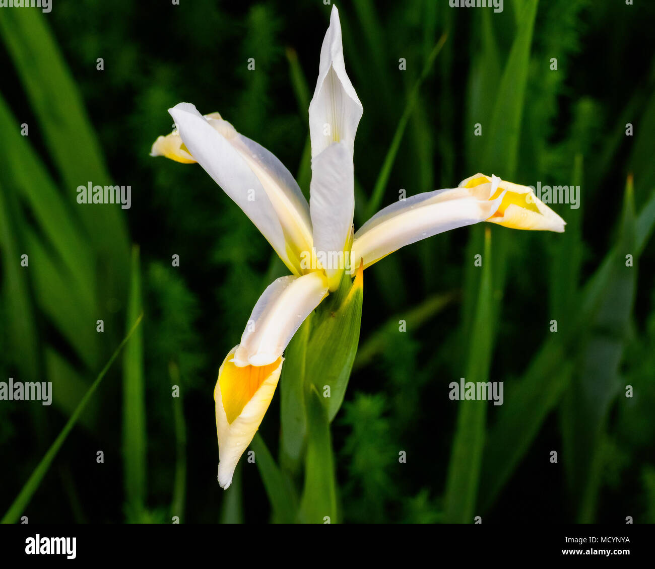 Le premier blanc fleur de la saison de l'irs Banque D'Images