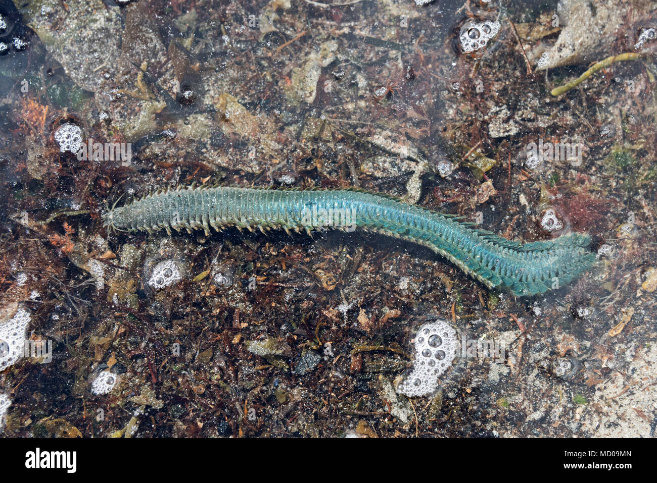 Clamworm (Nereis virens), Bracy Cove, Seal Harbour, Maine, USA Banque D'Images