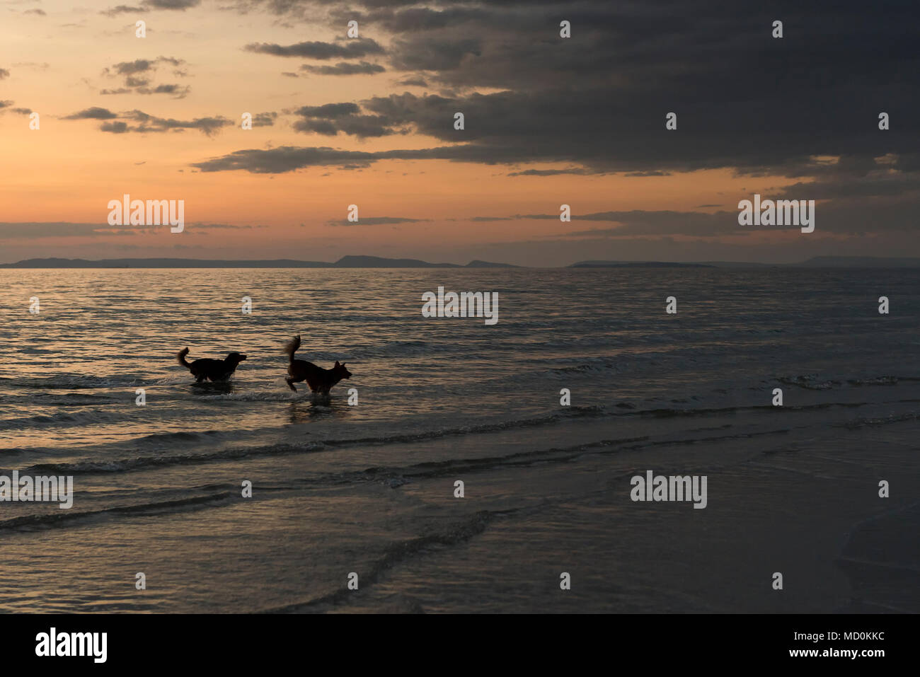 Les chiens jouant sur la plage Banque D'Images