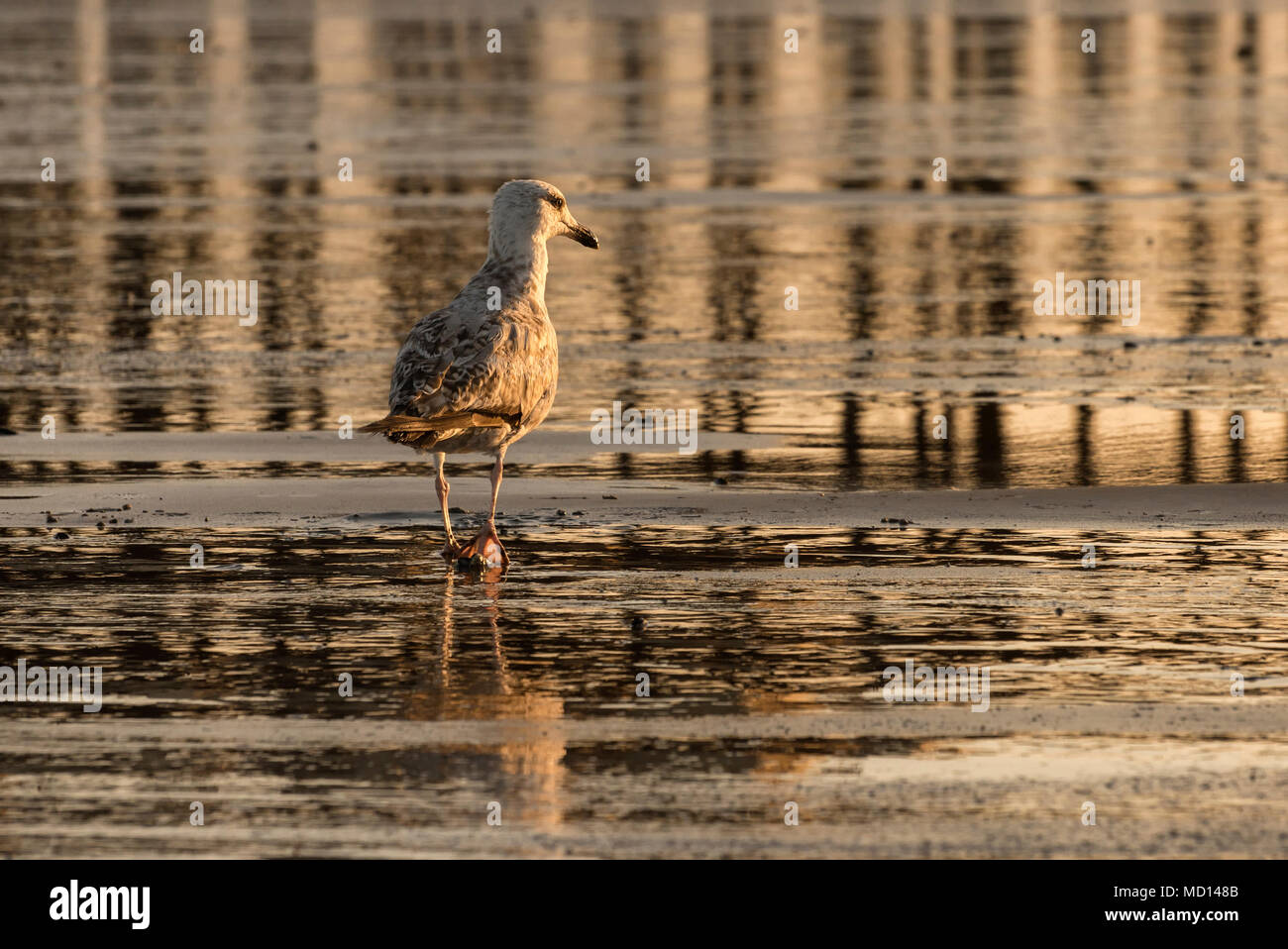 La marche sur la plage Seagull Banque D'Images