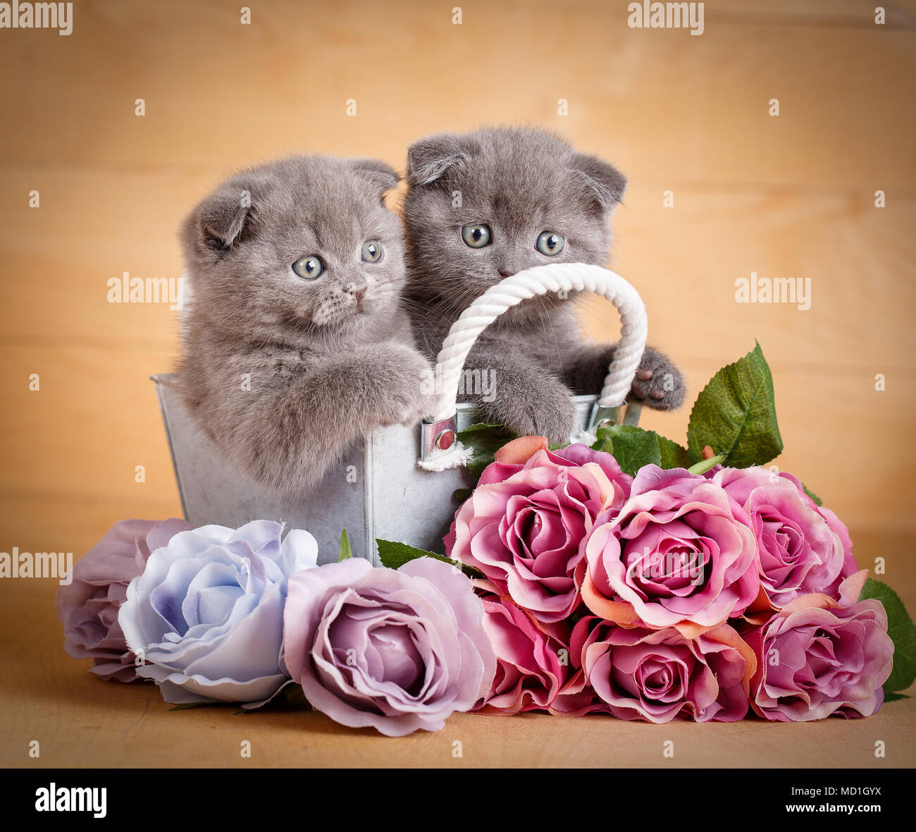 Deux Chats Scottish Fold in decorative boîte en bois près de bouquet de fleurs. Photo pour un calendrier avec des chats Banque D'Images