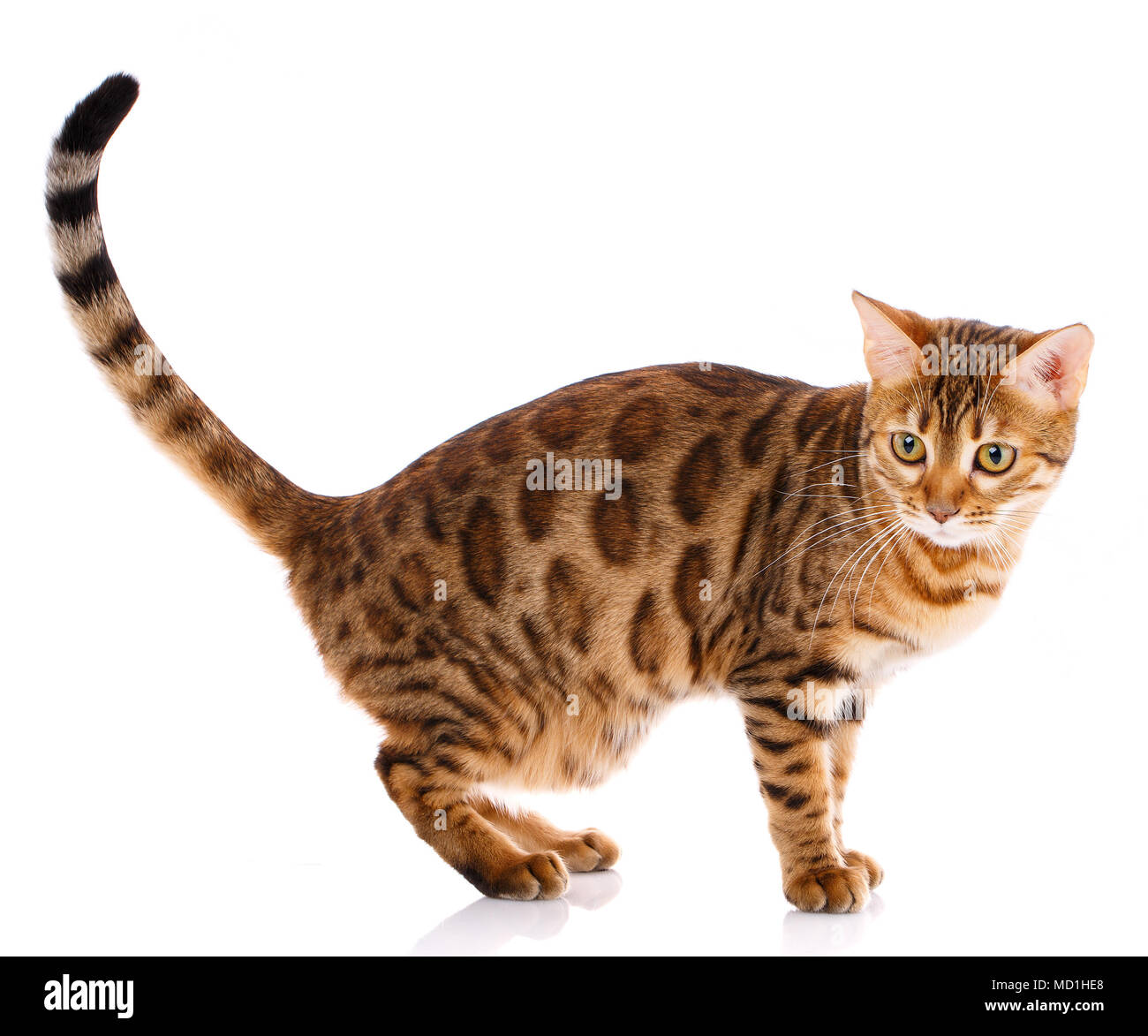 Bengal Cat pur-sang sur un fond blanc. Chat de race. Banque D'Images
