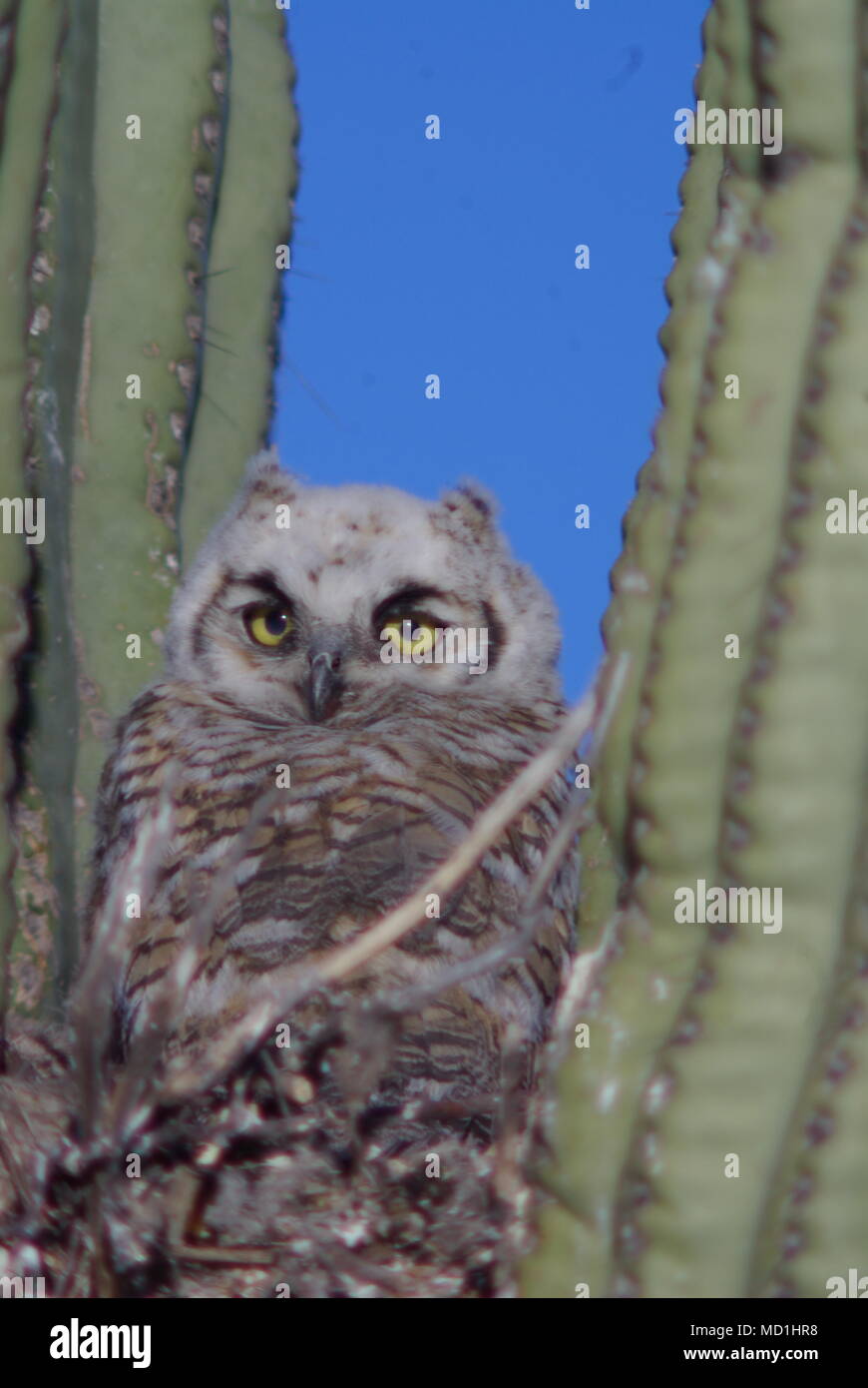 Un post nest Banque D'Images