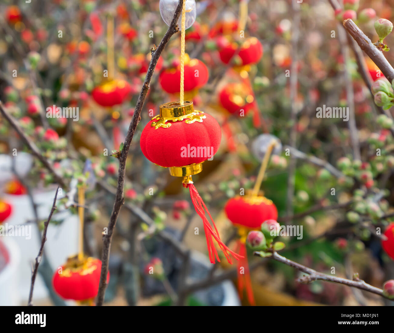 Fête du printemps le Nouvel An chinois lanterne décoration sur un arbre Banque D'Images