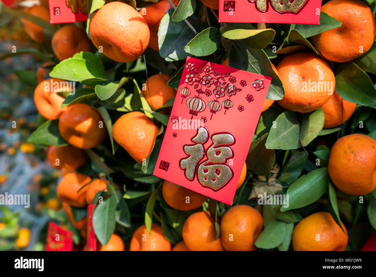 Fête du printemps le Nouvel An chinois décoration enveloppe rouge sur l'orange tree,traduction:signifie calligraphie meilleurs vœux pour le nouvel an chinois Banque D'Images
