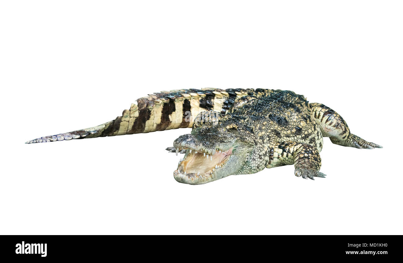 Crocodile de la faune, bouche ouverte, isolé sur fond blanc Banque D'Images