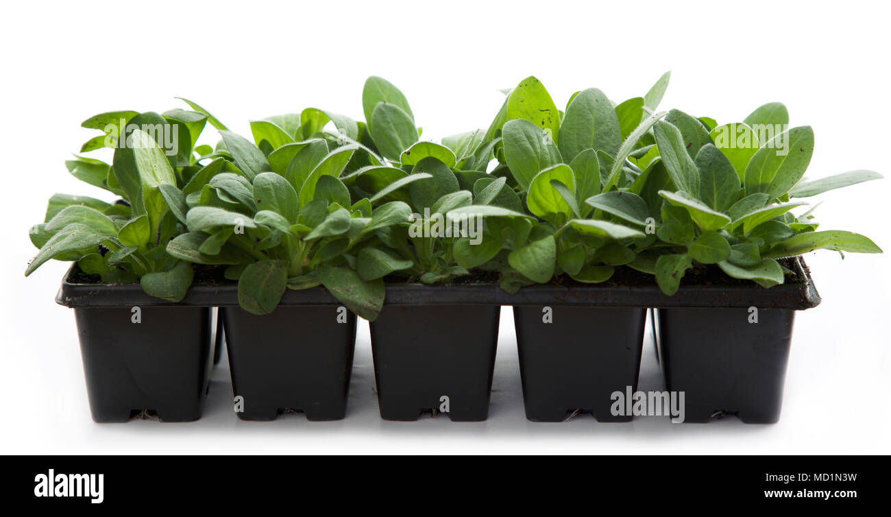 Les jeunes plantes Pétunia Banque D'Images