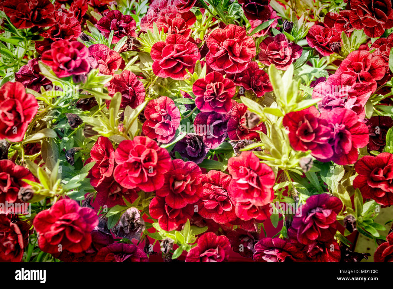 Mur de pivoines rouges et roses. Shallow DOF. Banque D'Images