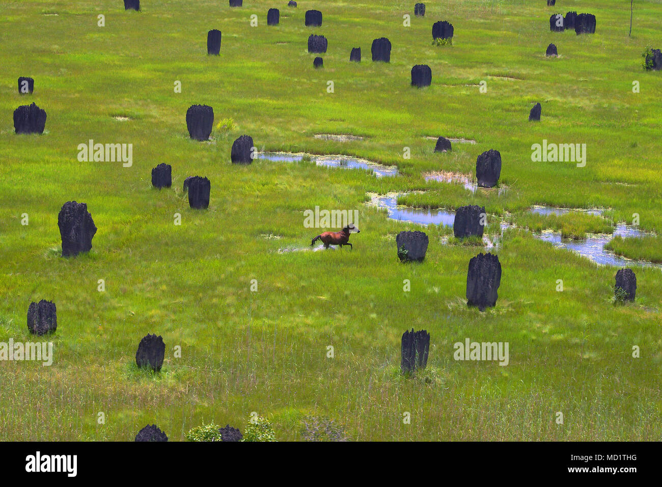 L'exécution entre les termitières Banque D'Images