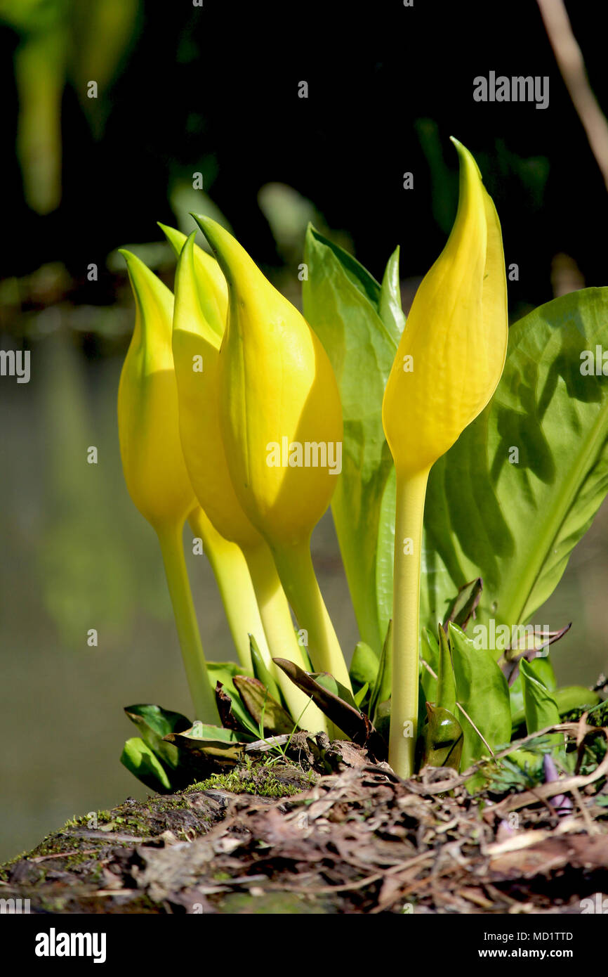 La belle et rare fleurs de Lysichiton americanus également connu sous le nom de jaune ou lysichiton américain. Banque D'Images