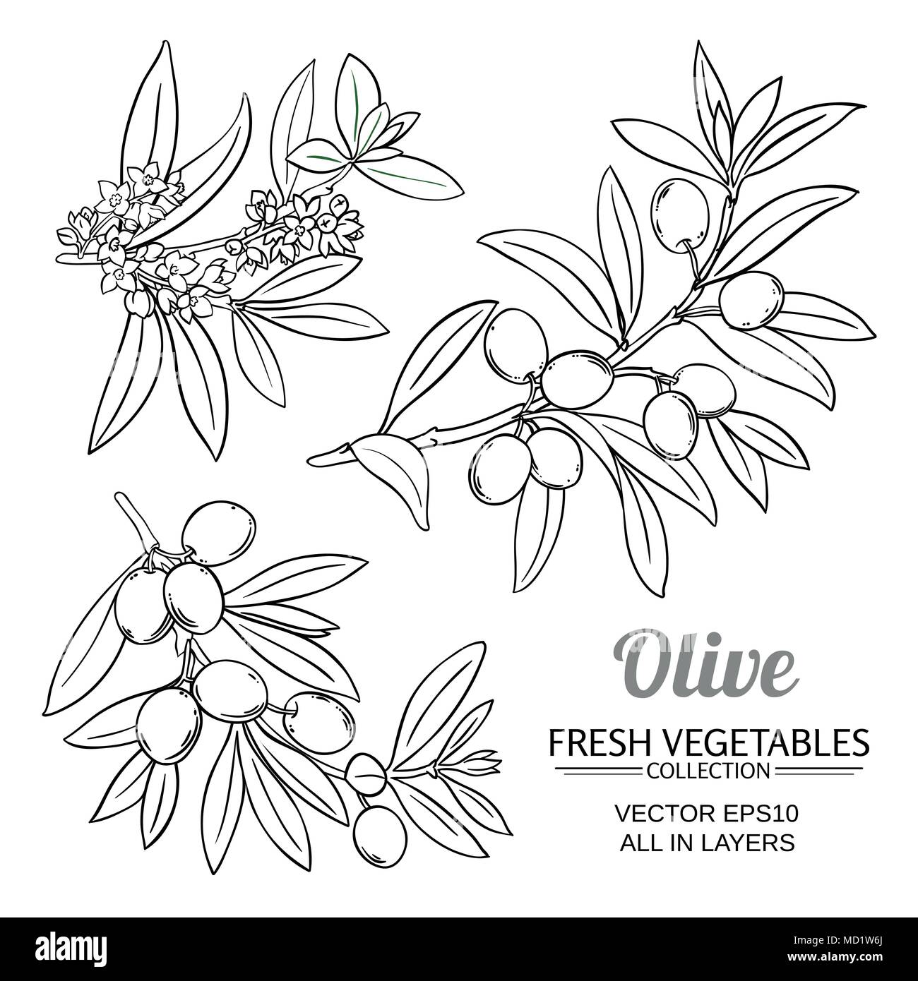 Branches d'olive vector set sur fond blanc Illustration de Vecteur