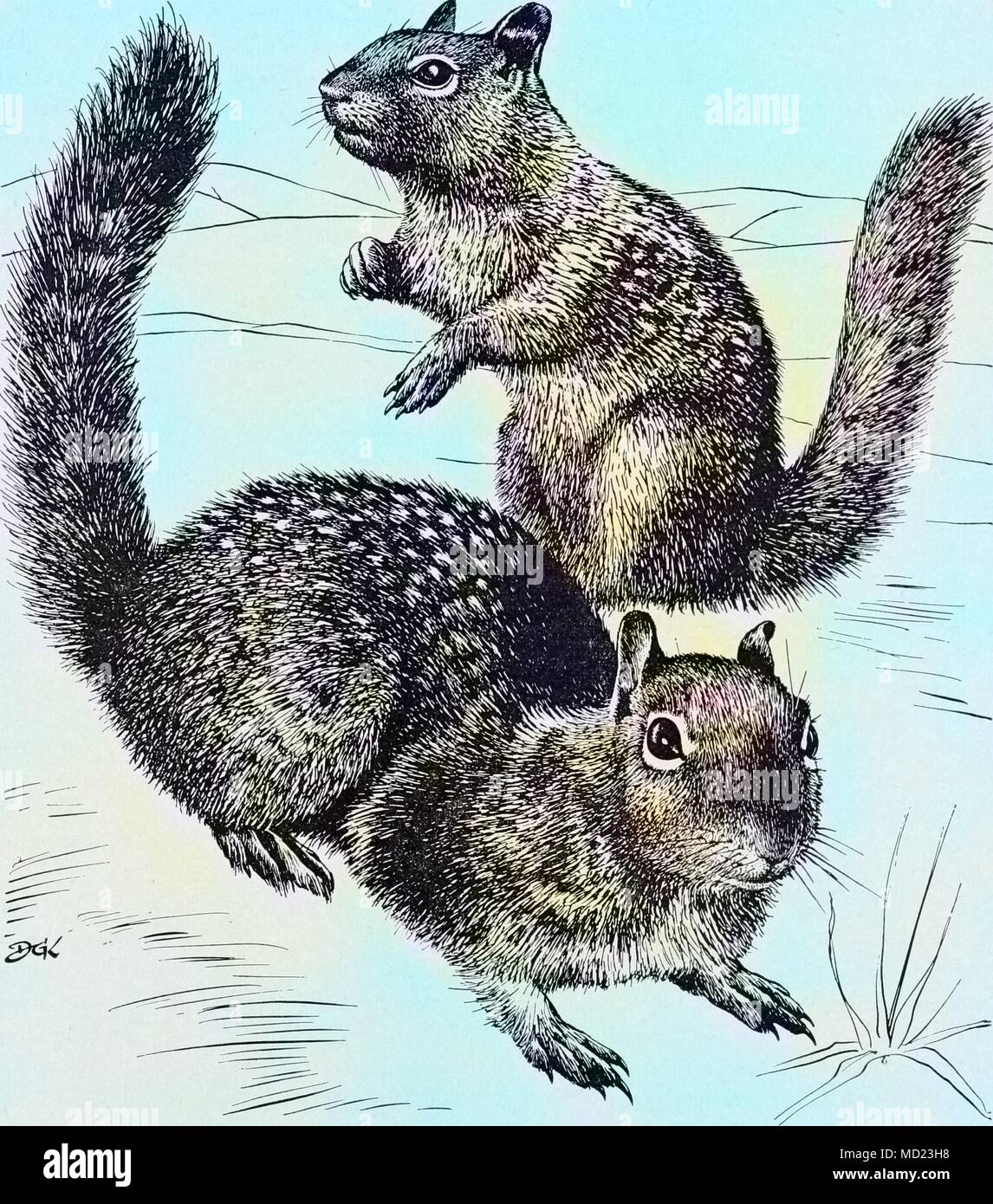 De l'écureuil, 1491 colorisée. () Banque D'Images