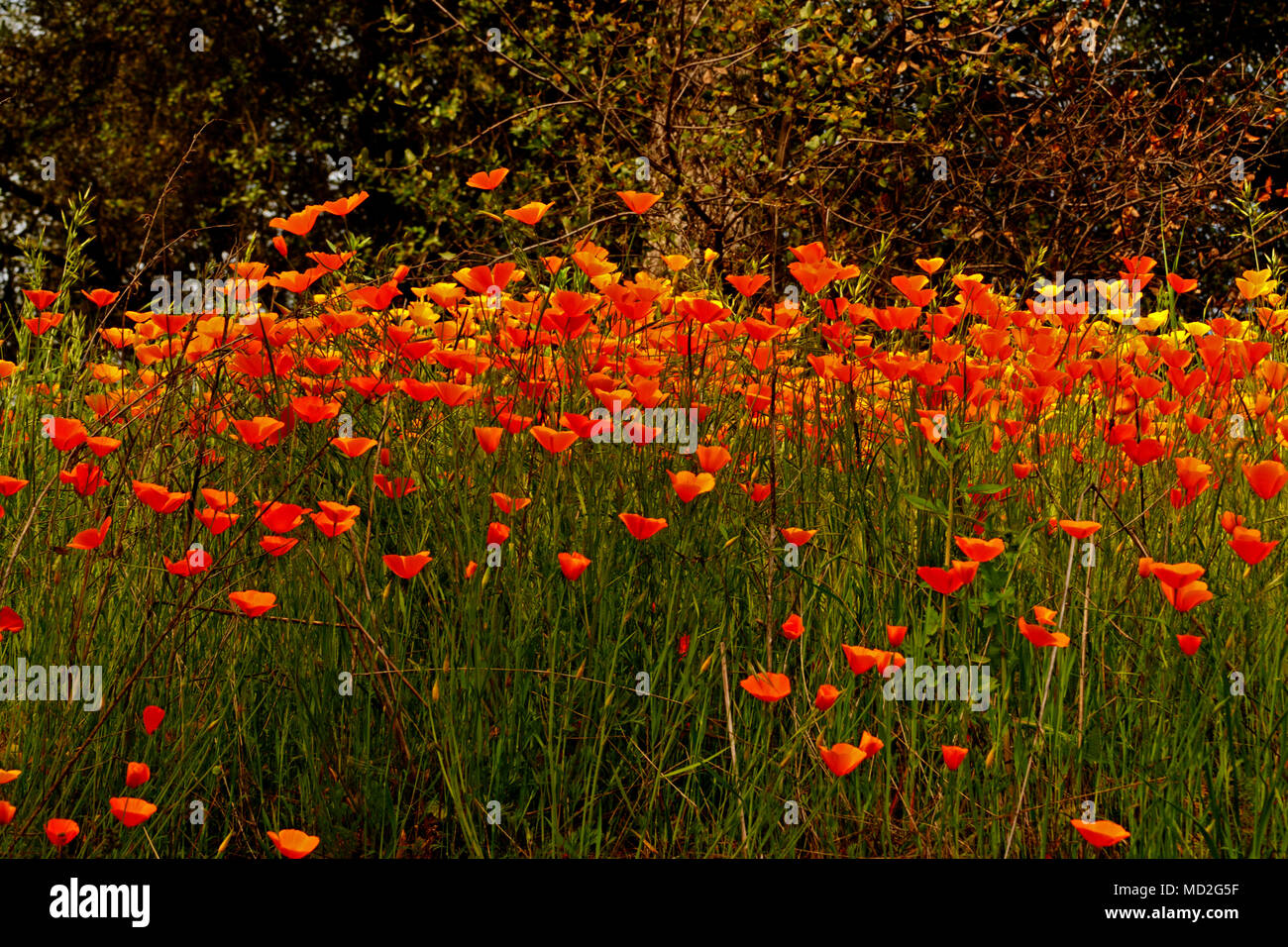 Poppies Electra Road, Californie Banque D'Images