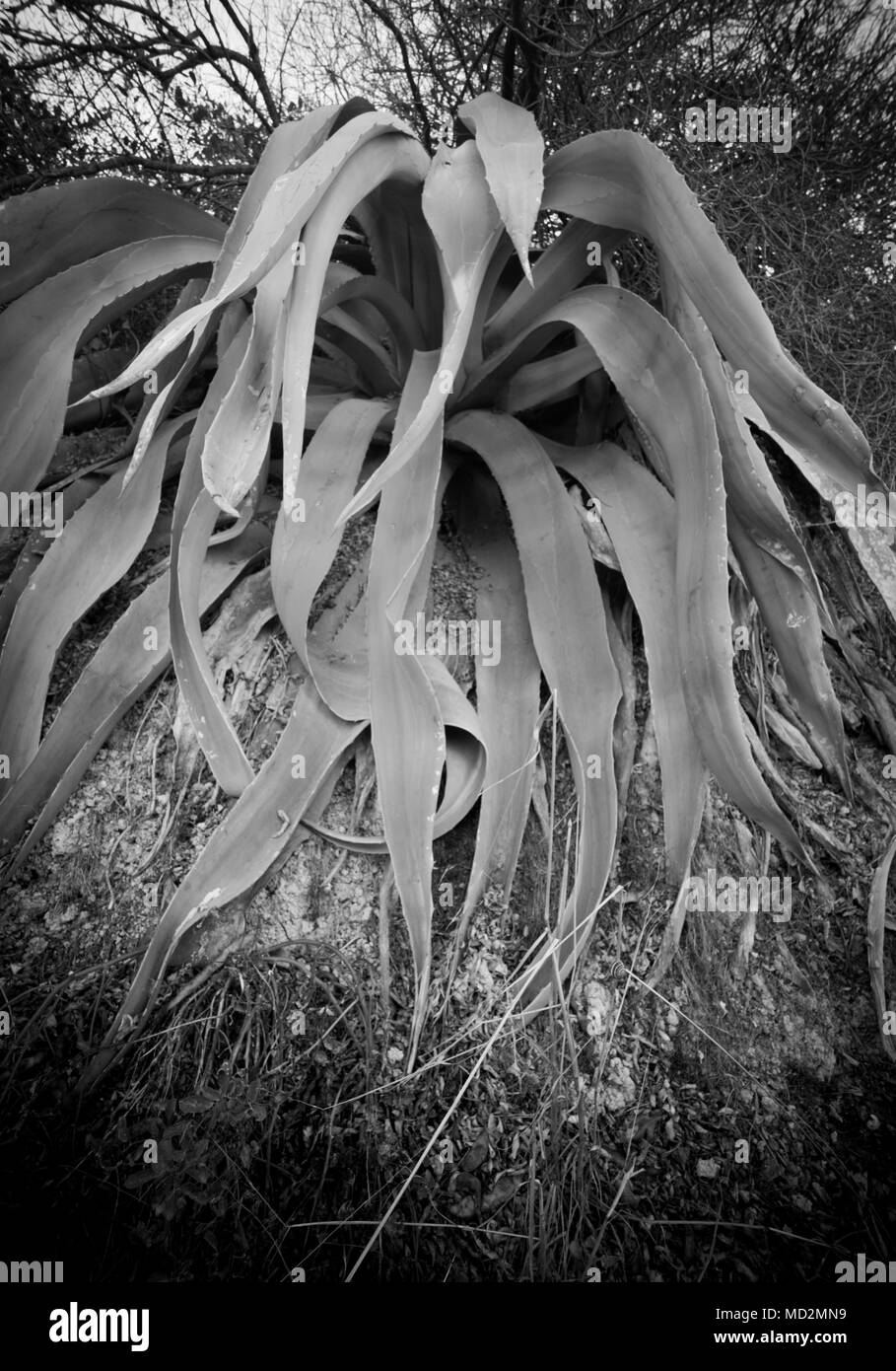 Close-up of plant stalk Banque D'Images