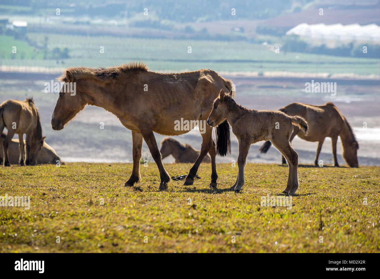 DALAT- LAM DONG- VIETNAM : LE CHEVAL SAUVAGE DE JOUER ET DE MANGER SUR LA COLLINE Banque D'Images