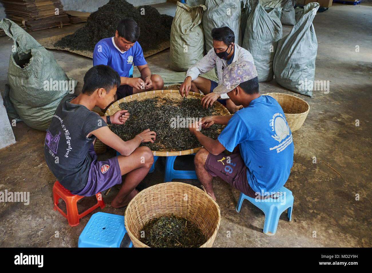La Chine, le Yunnan, le district de Xishuangbanna, classer et de séchage du thé thé Pu'er Banque D'Images