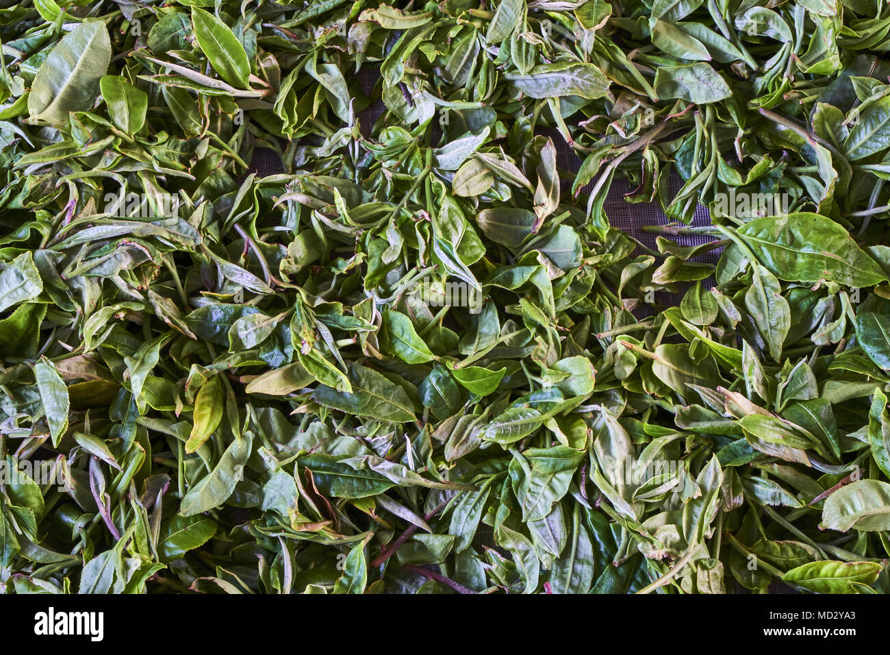 La Chine, le Yunnan, le district de Xishuangbanna, classer et de séchage du thé thé Pu'er Banque D'Images