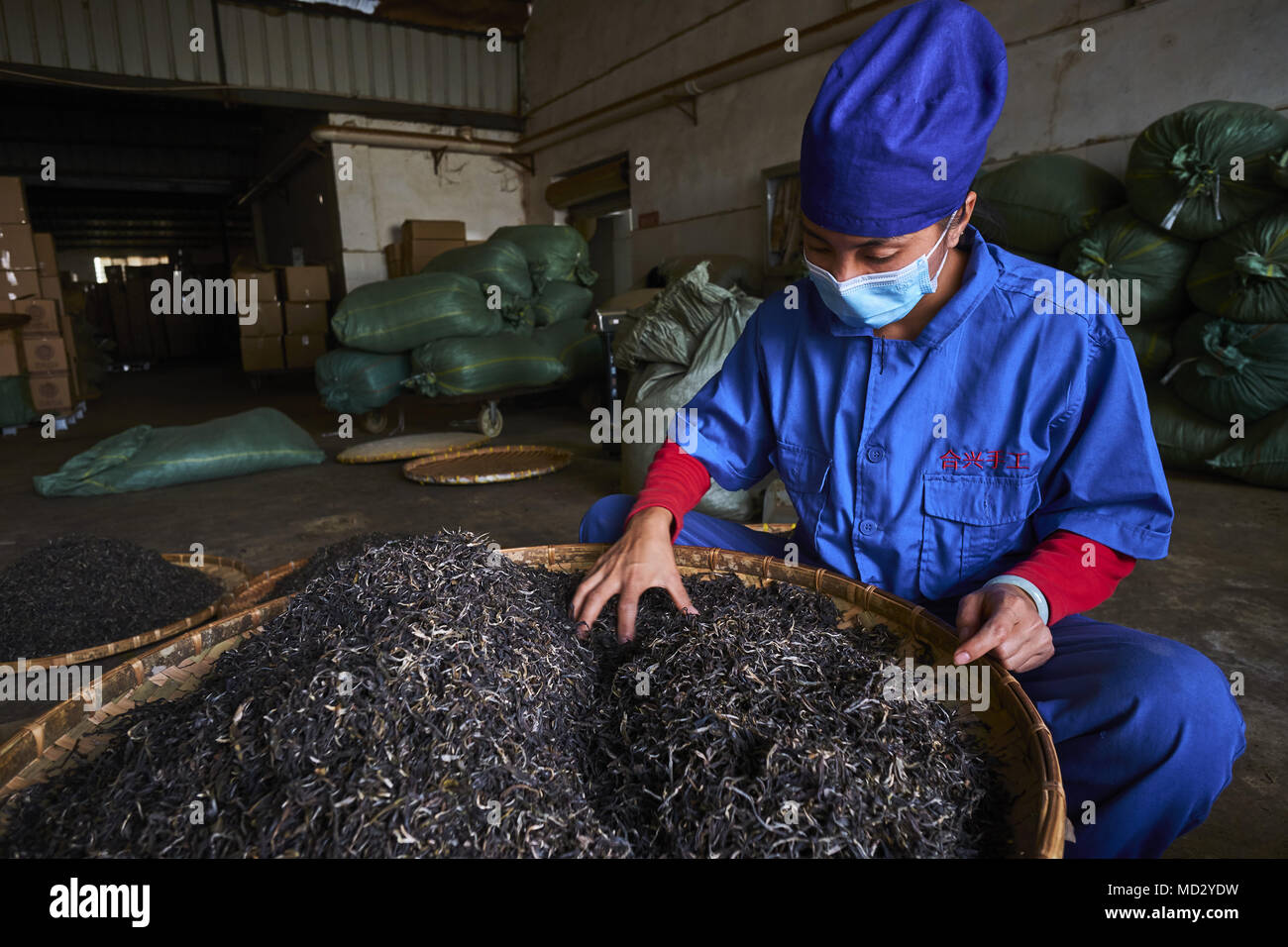 La Chine, le Yunnan, le district de Xishuangbanna, classer et de séchage du thé thé Pu'er Banque D'Images