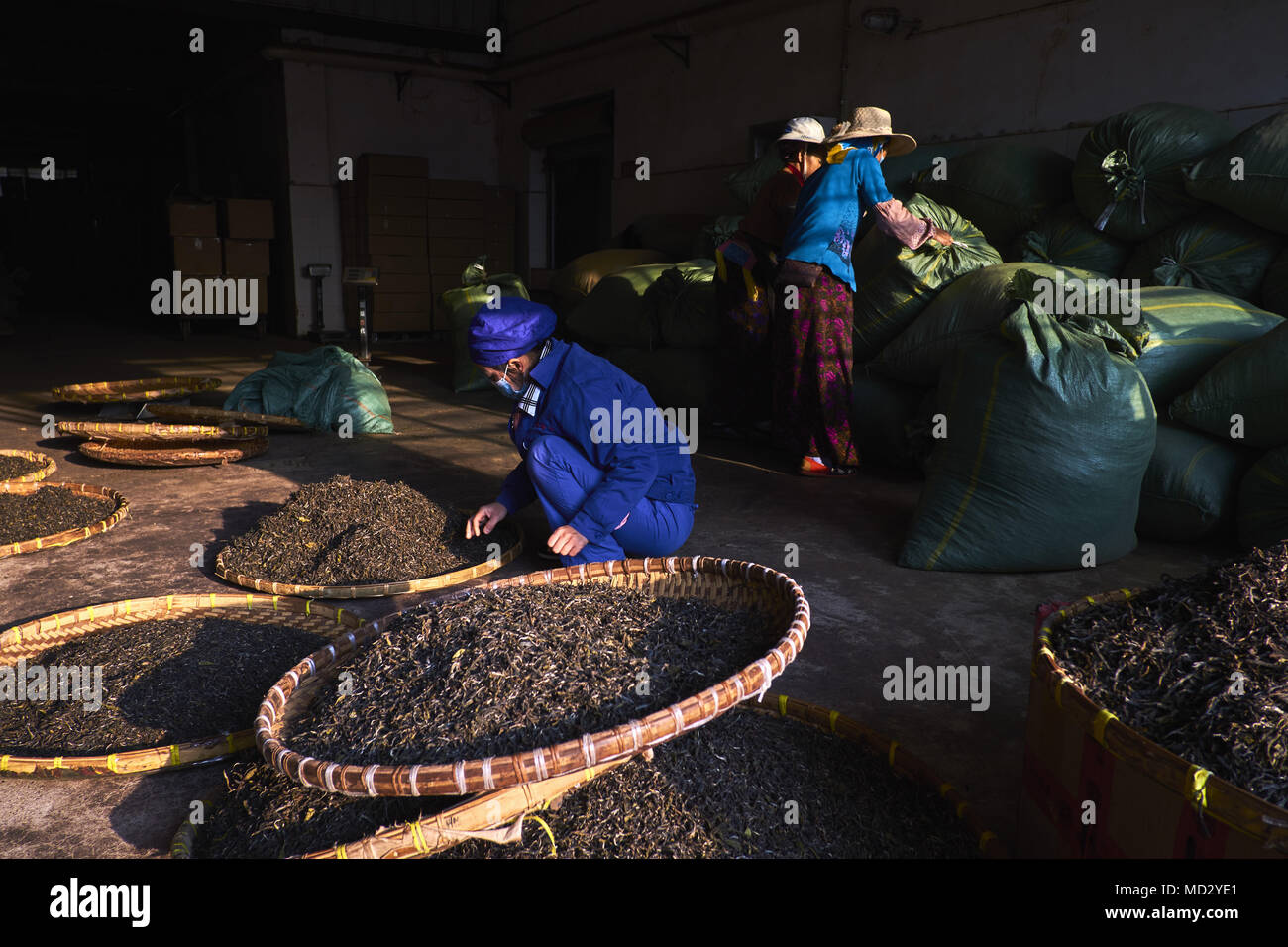 La Chine, le Yunnan, le district de Xishuangbanna, classer et de séchage du thé thé Pu'er Banque D'Images